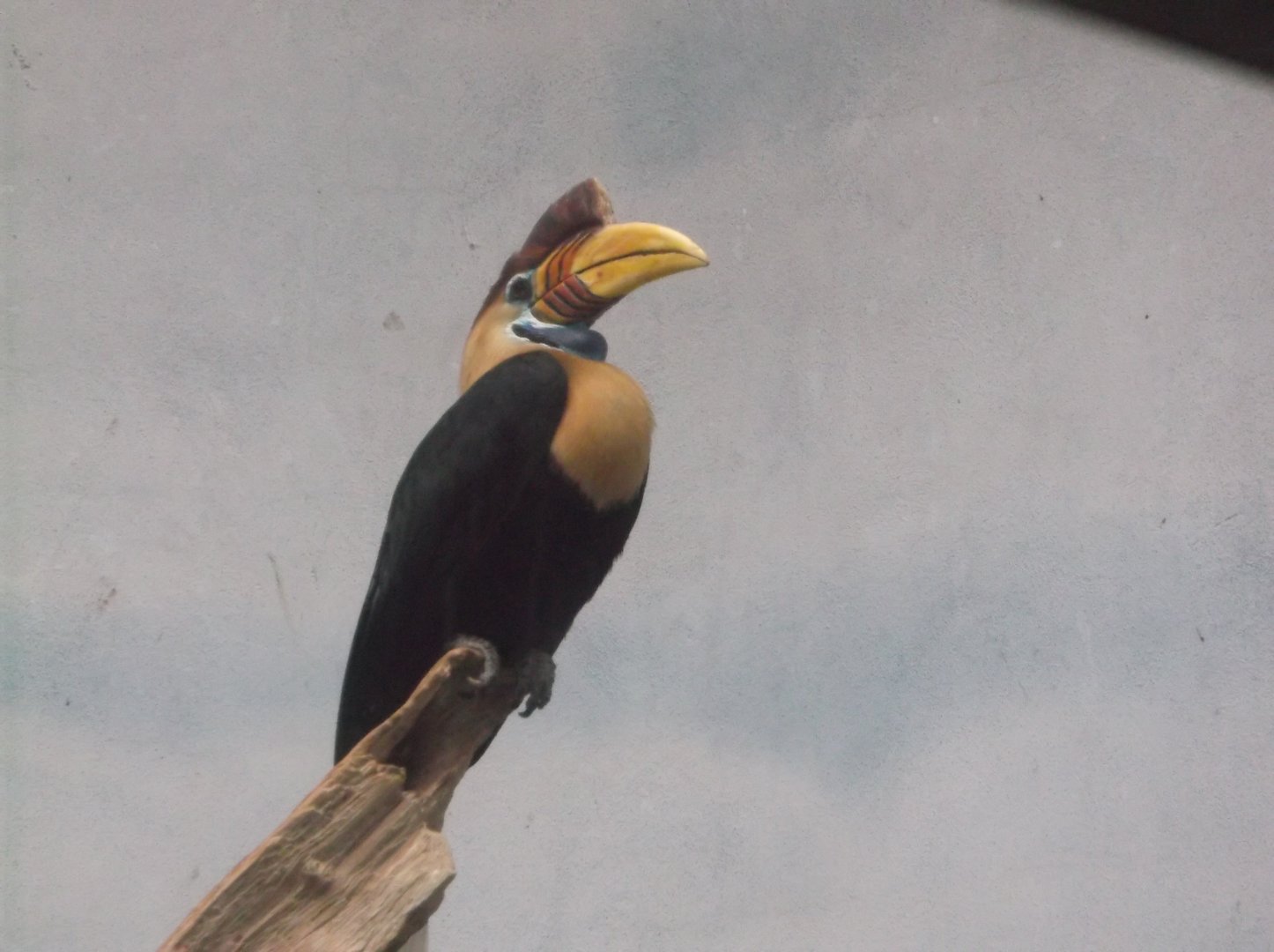 Sulawesi Knobbed Hornbills