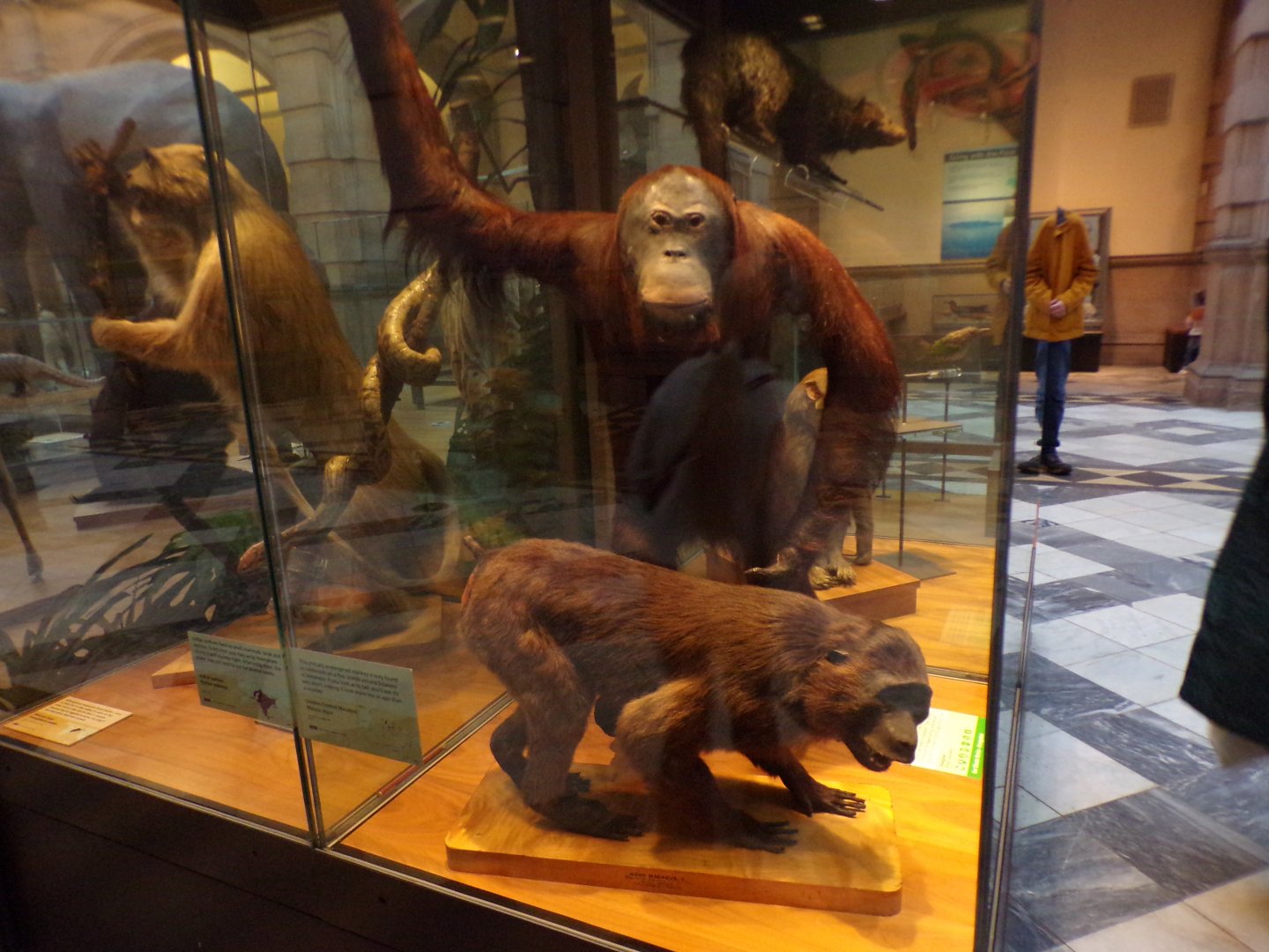 Sulawesi macaque and orangutan (taken in Kelvingrove museum) 12.2.24