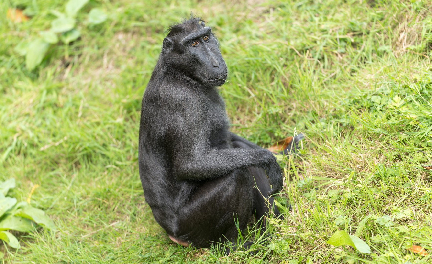 Sulawesi Macaque, Chester, UK