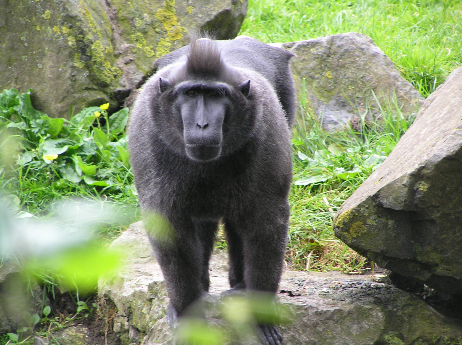 Sulawesi macaque - Dublin 07