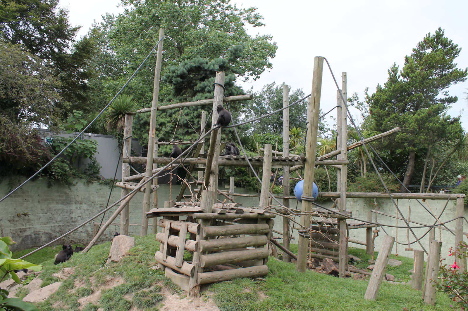 Sulawesi Macaque enclosure