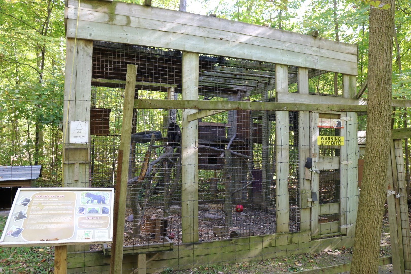 Sulawesi Macaque Exhibit