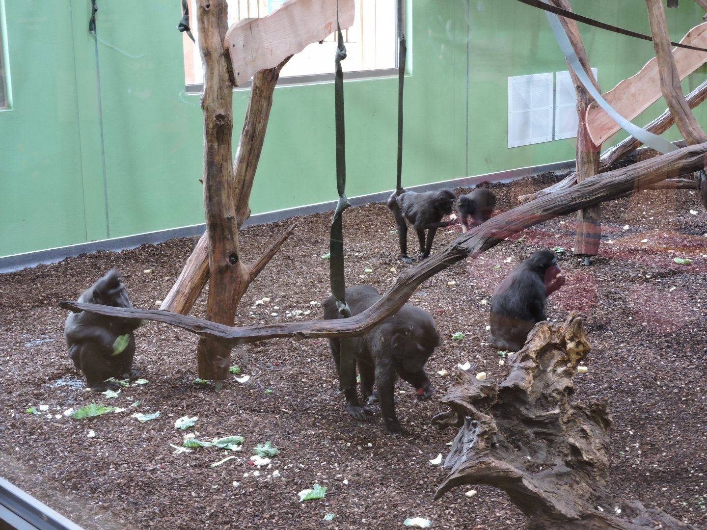 Sulawesi Macaque Group