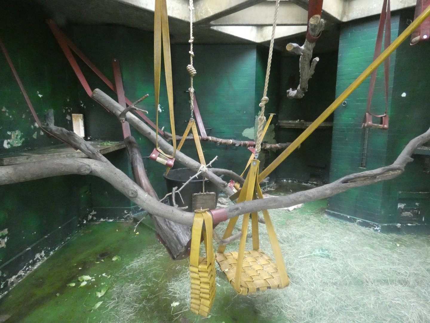 Sulawesi macaque indoor enclosure