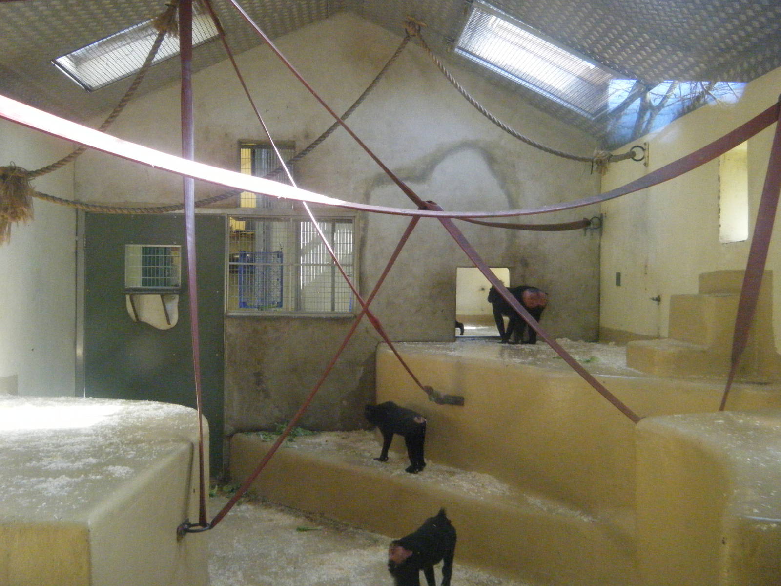 Sulawesi Macaque indoor house