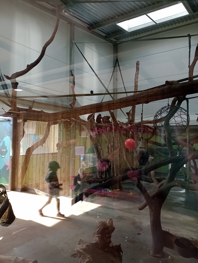 Sulawesi macaque indoor quarters