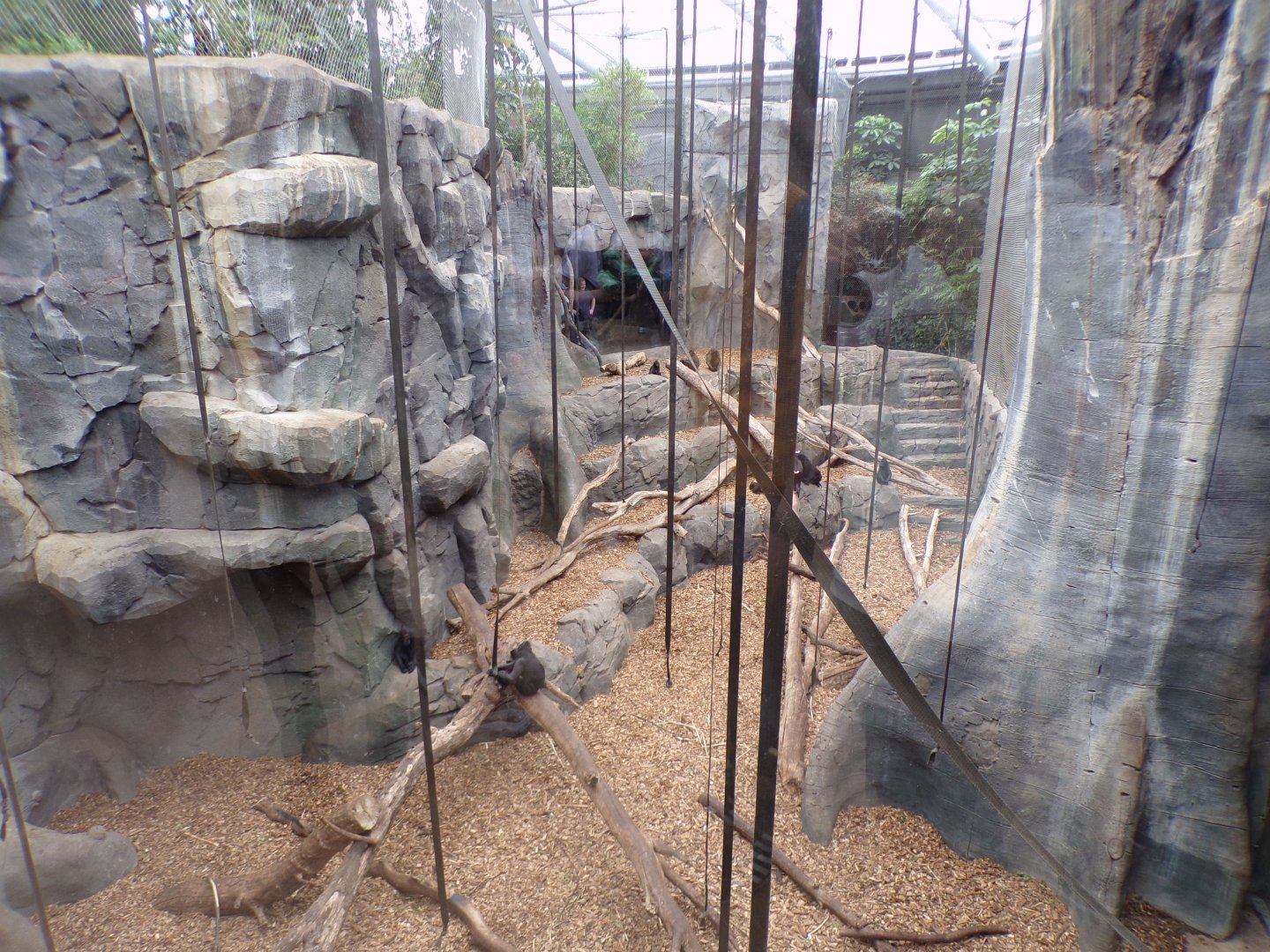 Sulawesi macaque indoors 29.6.24