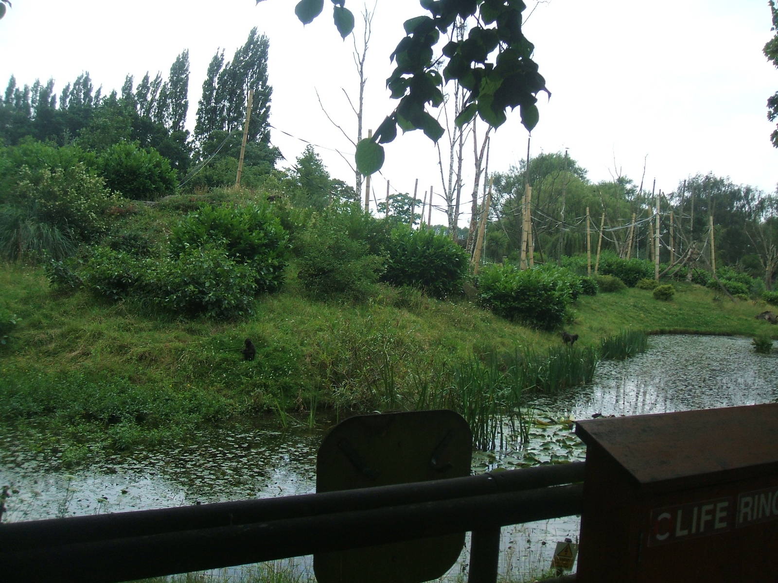 Sulawesi Macaque Island
