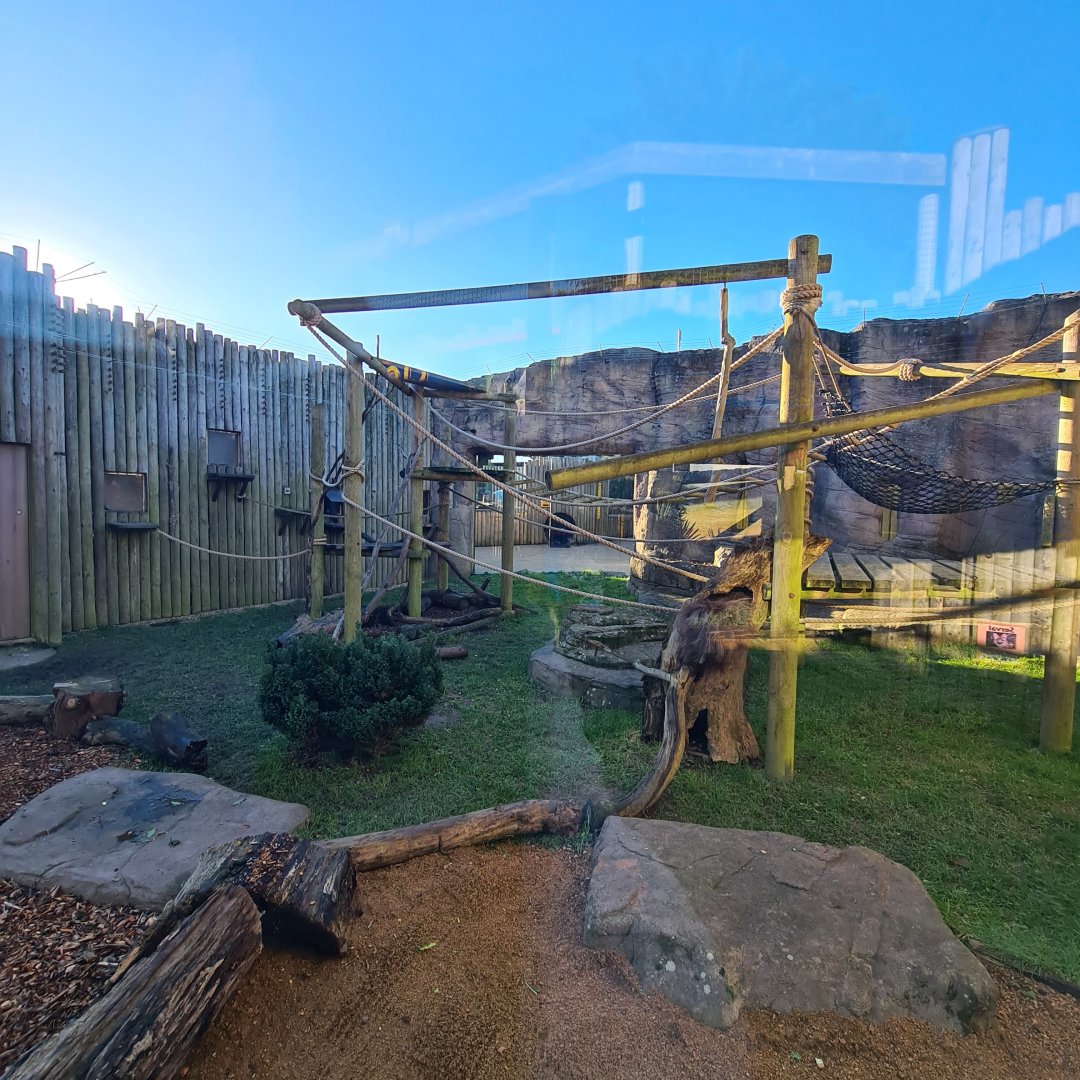 Sulawesi Macaque Outdoor Enclosure