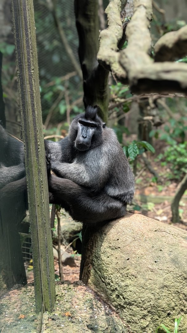 Sulawesi Macaque, Singapore Zoo