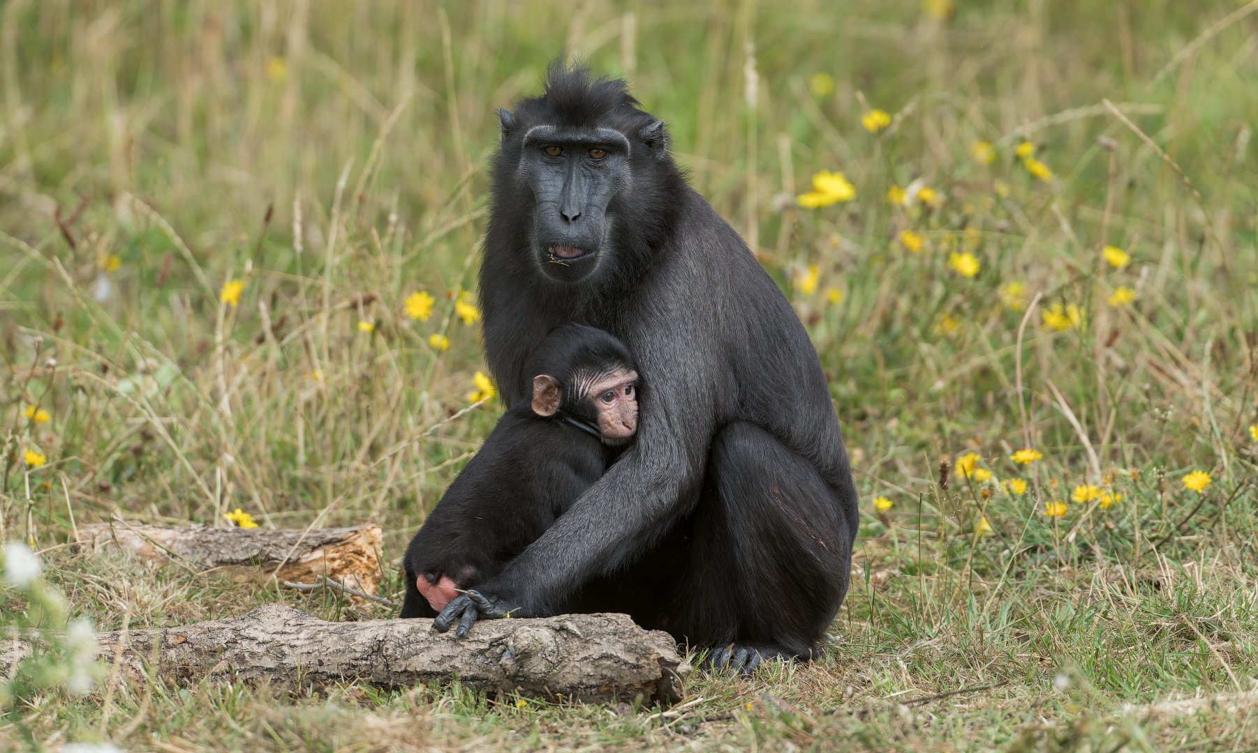 Sulawesi Macaque, ZSL Whipsnade, UK