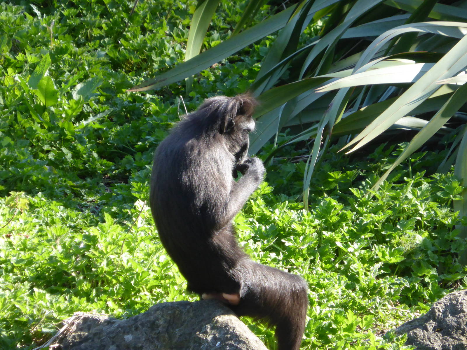 Sulawesi macaque