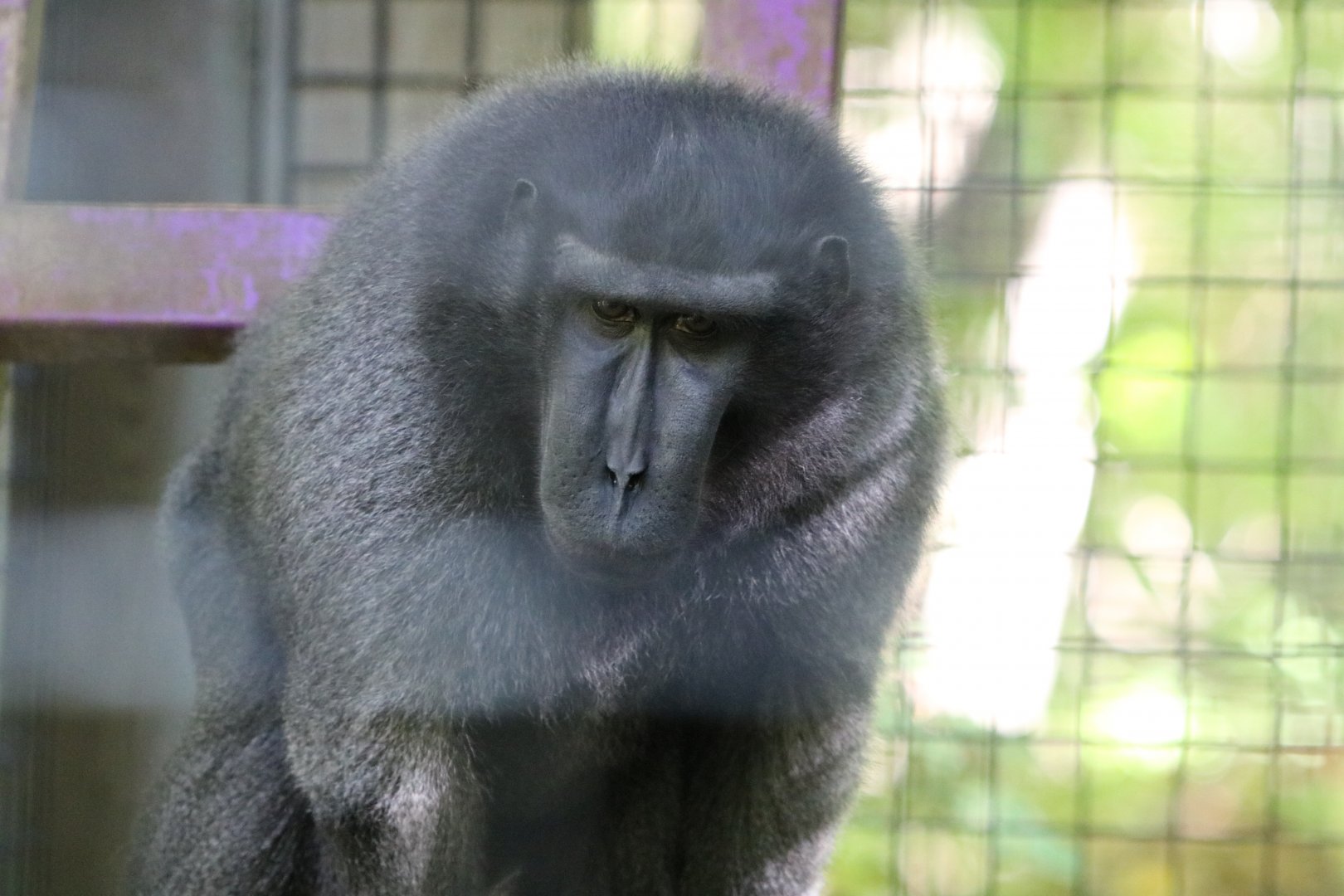 Sulawesi Macaque