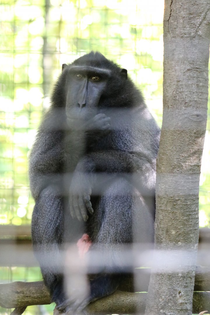 Sulawesi Macaque