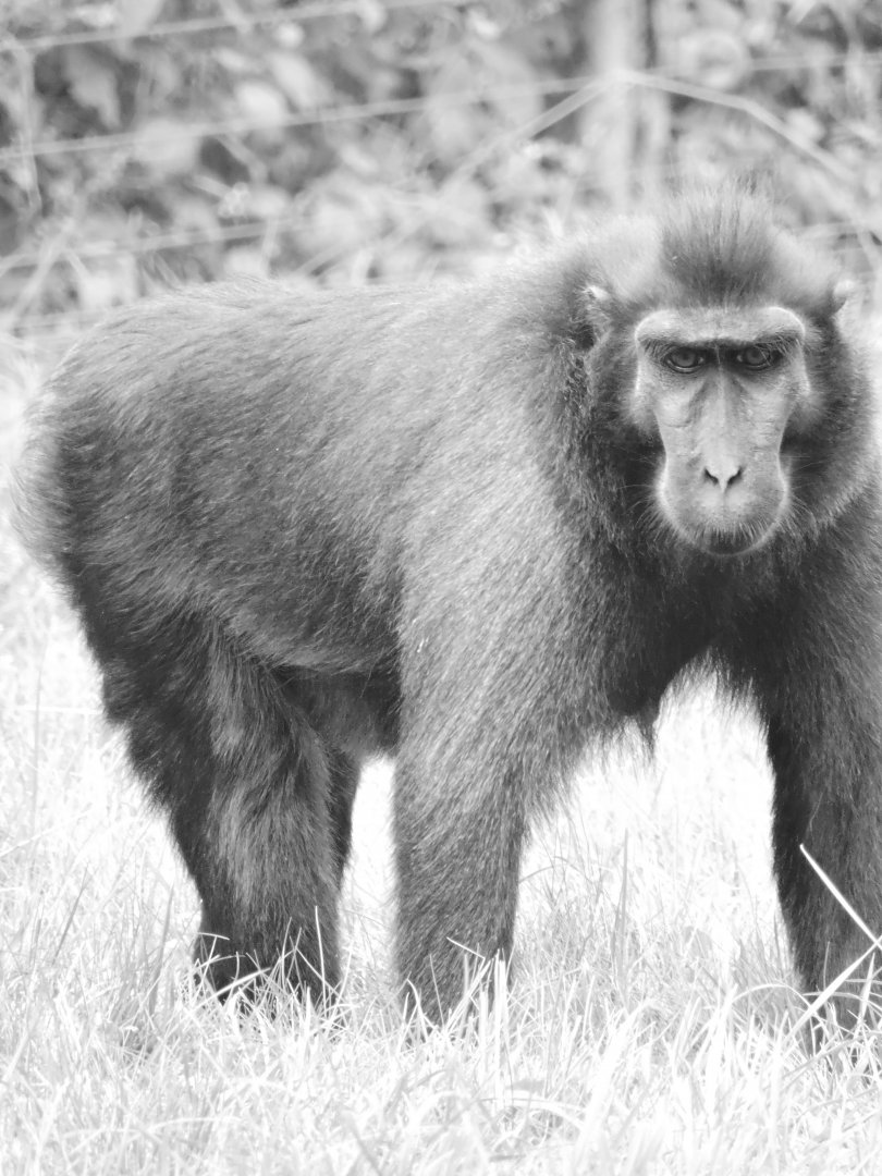 sulawesi macaque