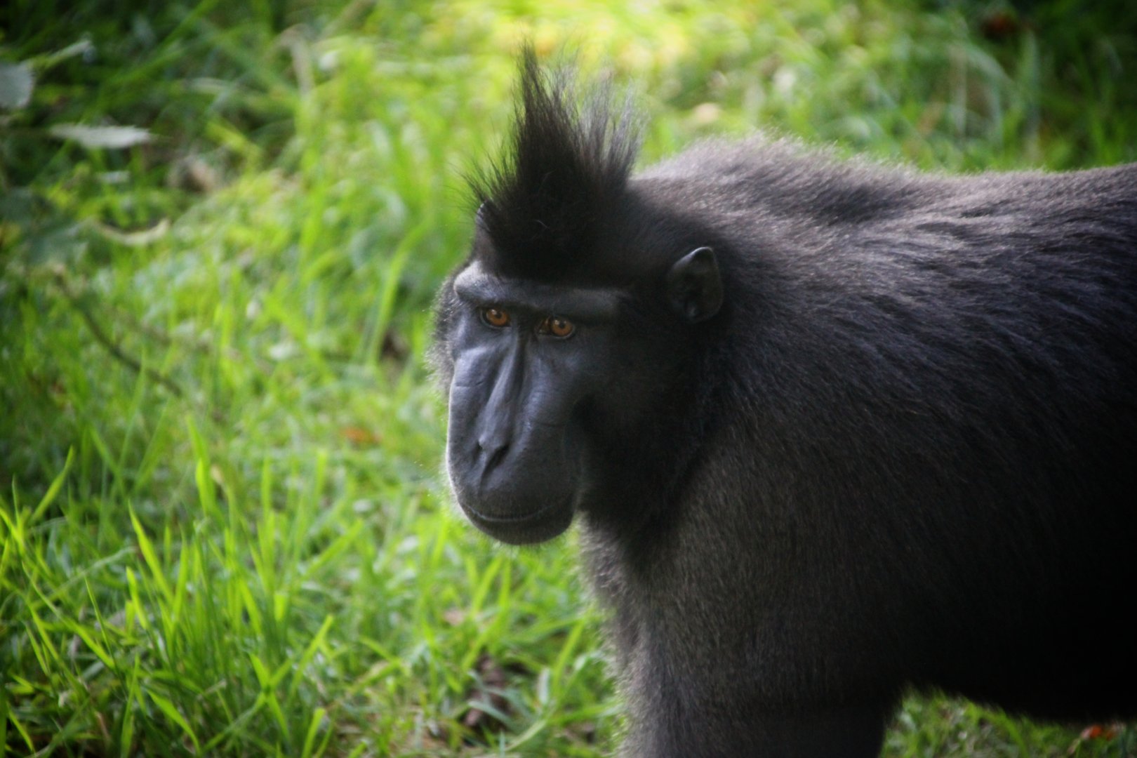 Sulawesi Macaque