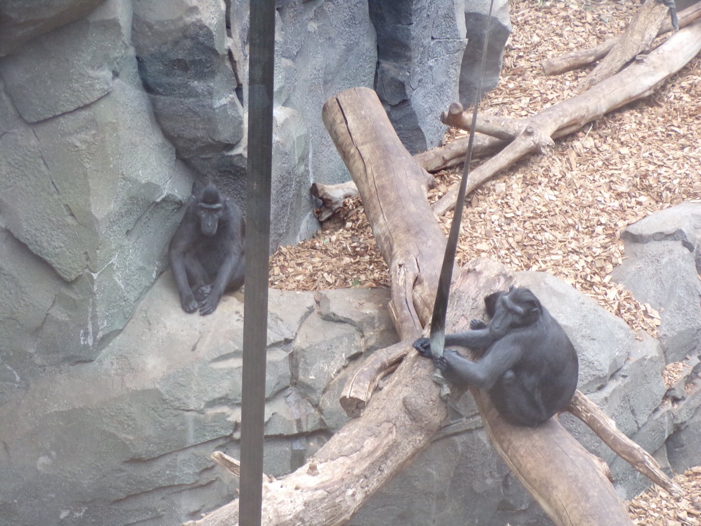 Sulawesi macaques 29.6.24