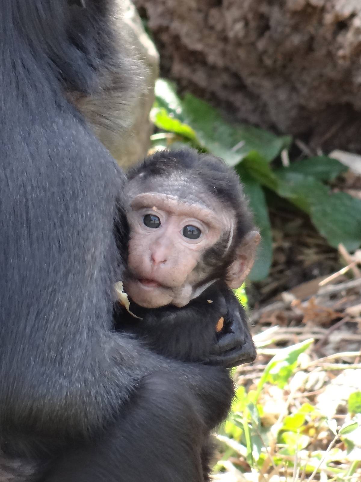 Sulawesi Macaques