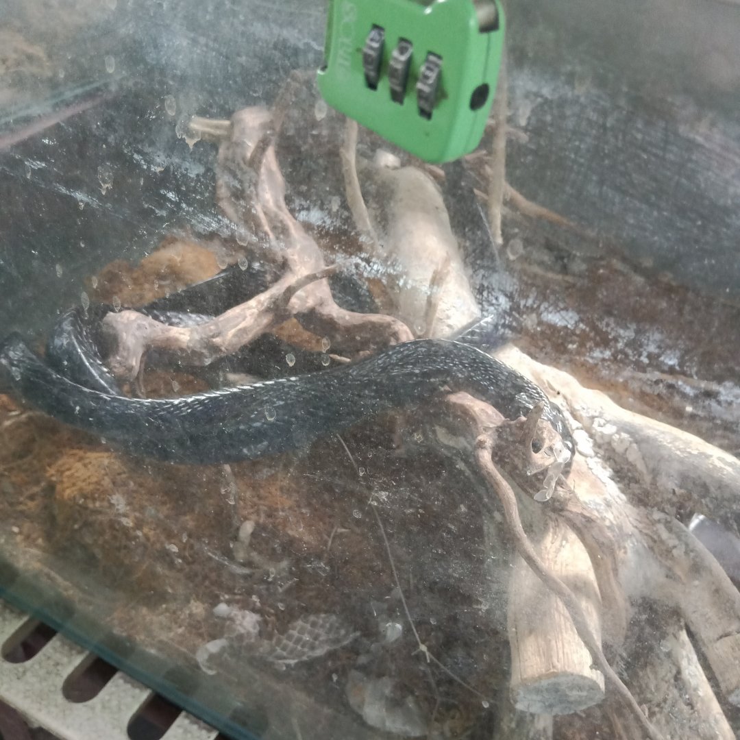 Sulawesi mangrove snake (Boiga dendrophila gemmicincta) - Sato Loka Resto & Conservation Park