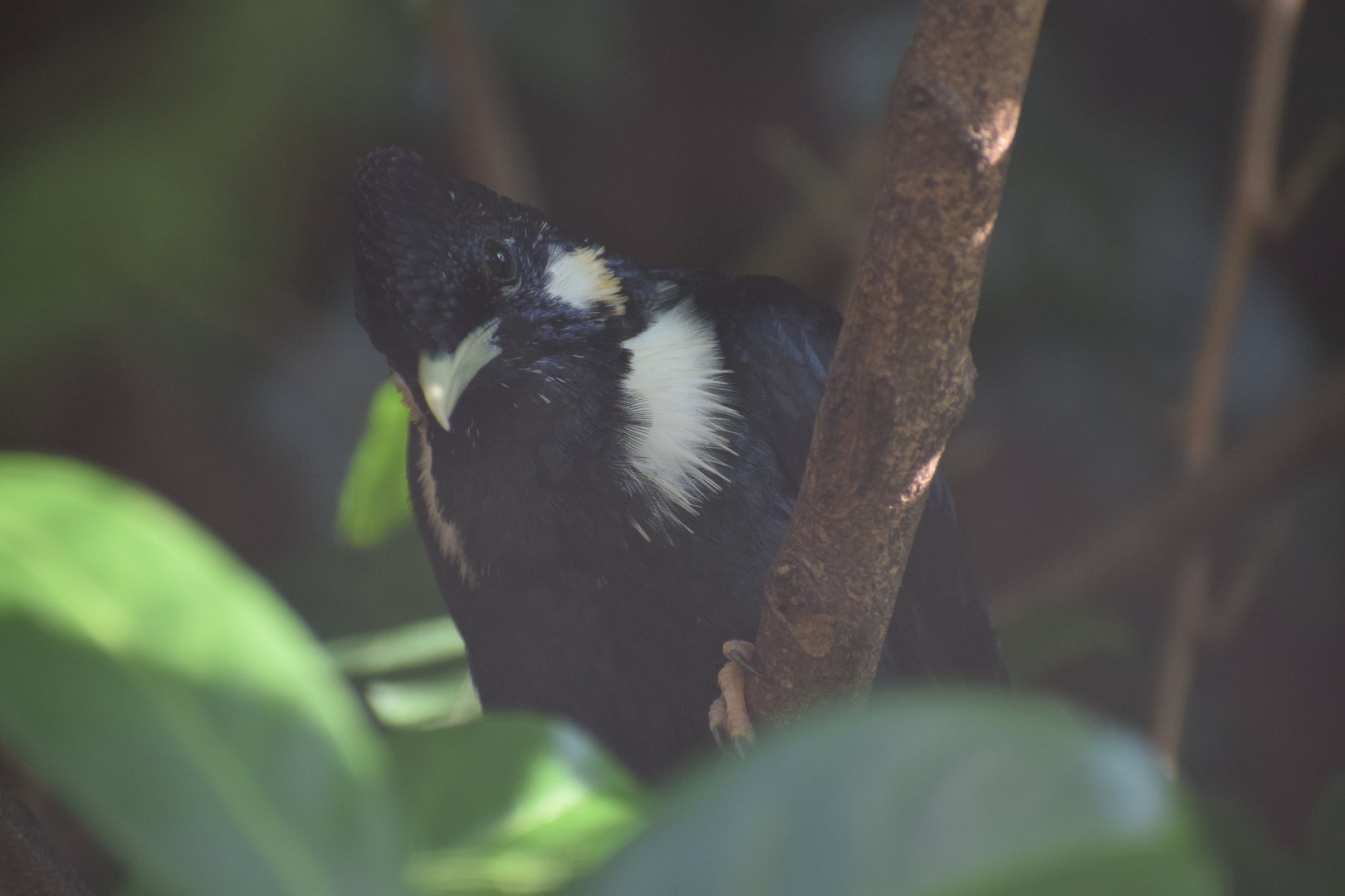 Sulawesi myna - August 2023