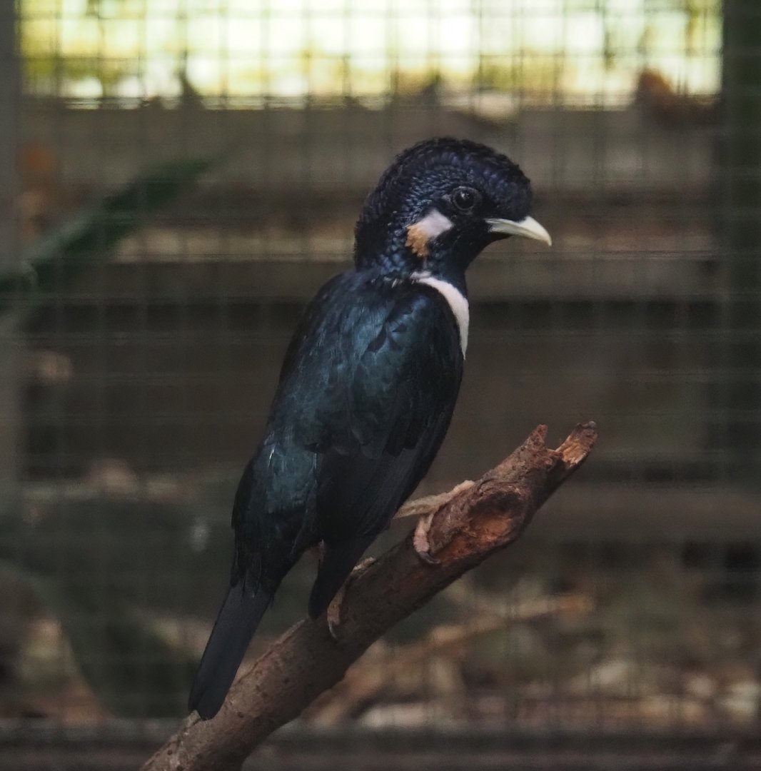 Sulawesi myna (Basilornis celebensis), 2024-05-23