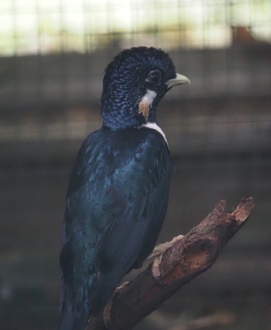 Sulawesi myna (Basilornis celebensis), 2024-05-23