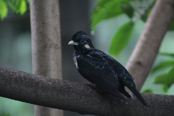Sulawesi myna (Basilornis celebensis) - Bird Park