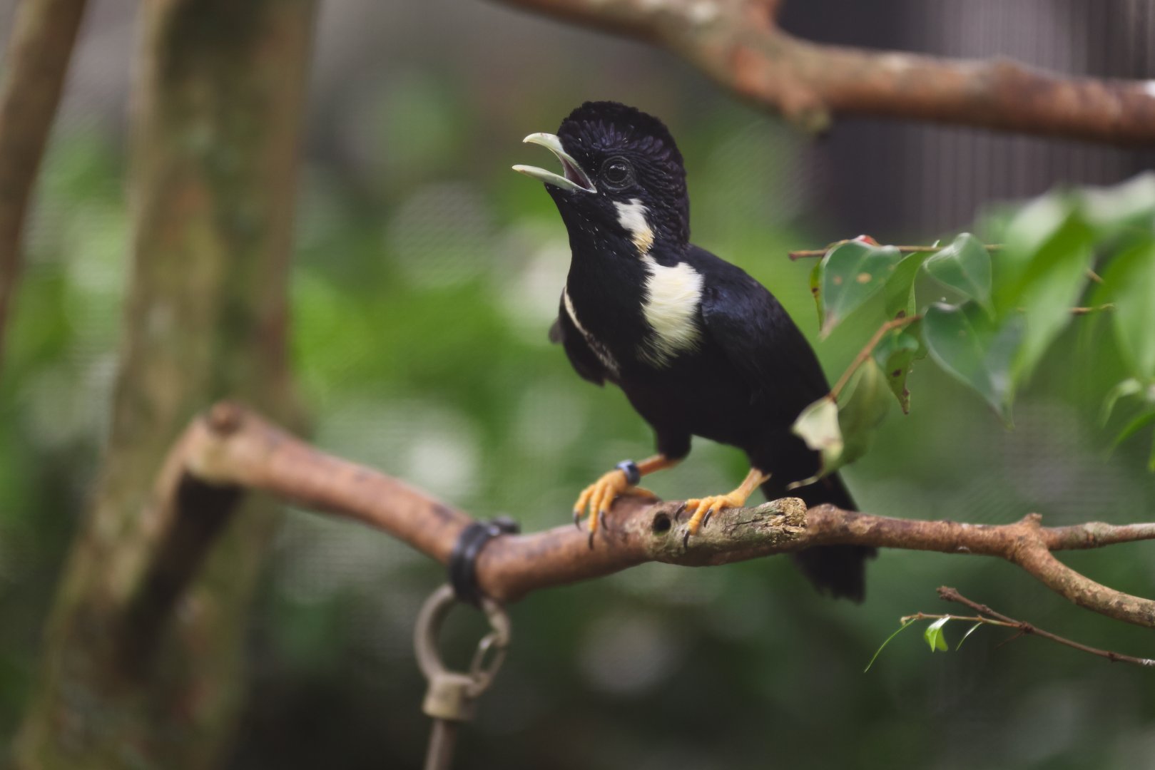 Sulawesi Myna (Basilornis celebensis) - Winged Sanctuary