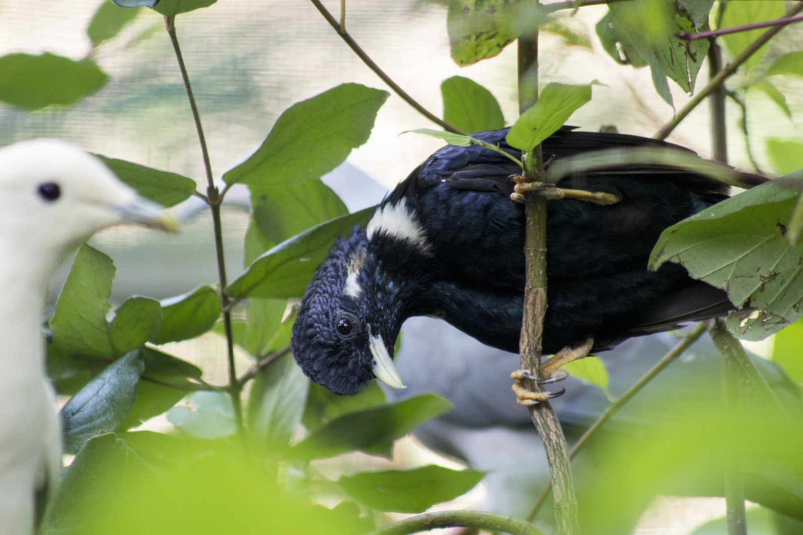 Sulawesi myna, Basilornis celebensis