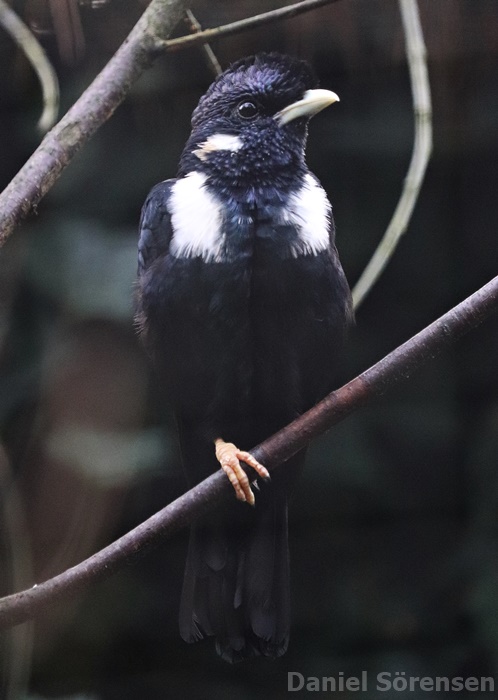 Sulawesi myna (Basilornis celebensis)