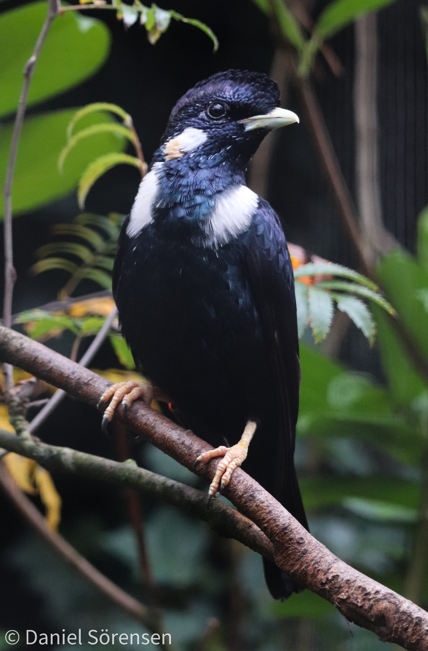 Sulawesi myna (Basilornis celebensis)