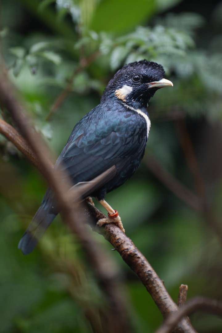 Sulawesi myna (Basilornis celebensis)