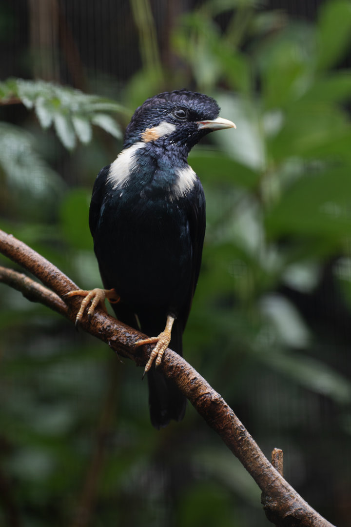 Sulawesi myna (Basilornis celebensis)