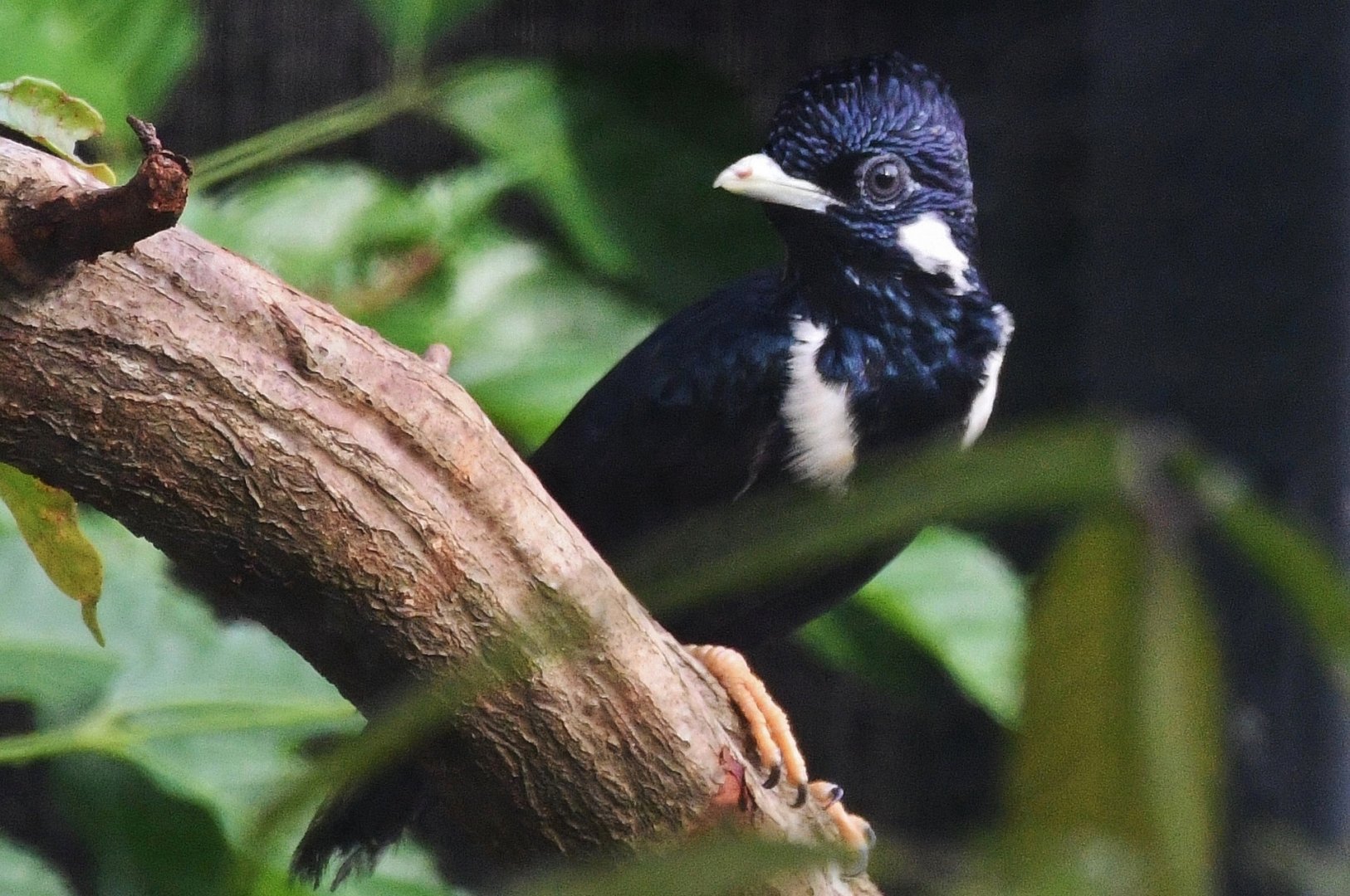 Sulawesi Myna (Basilornis celebensis)