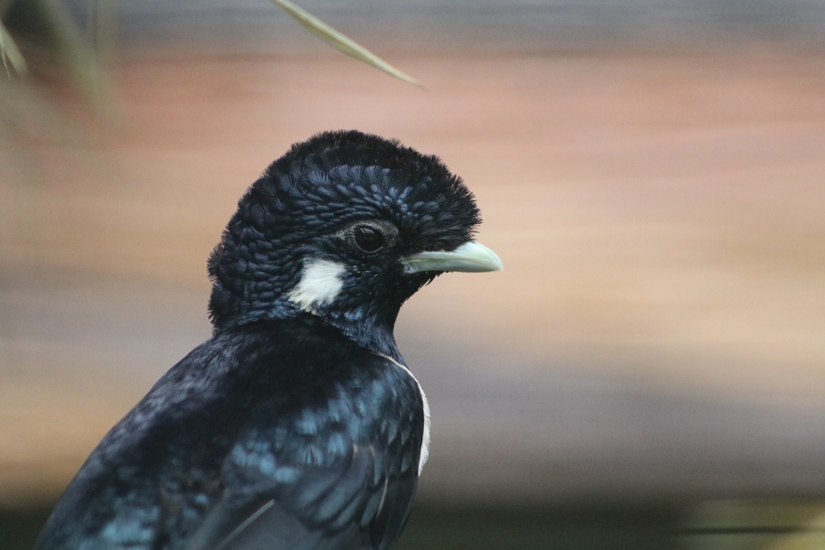 Sulawesi Myna (Basilornis celebensis)