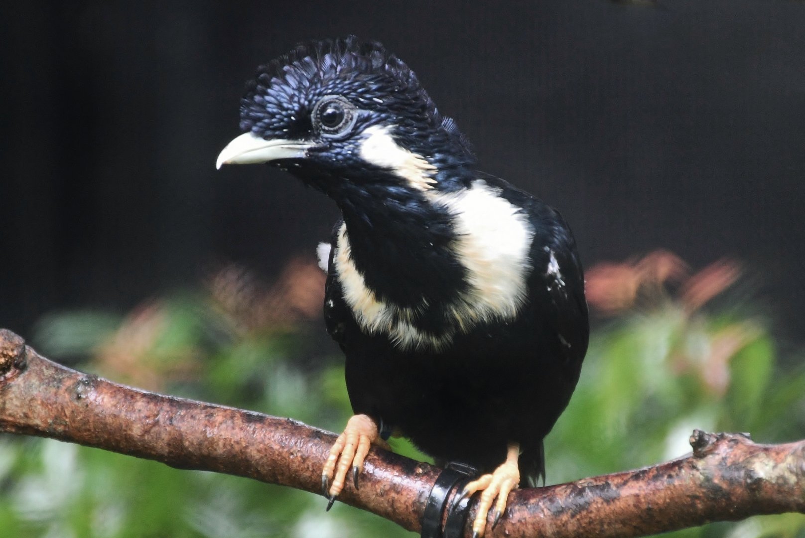 Sulawesi Myna (Basilornis celebensis)