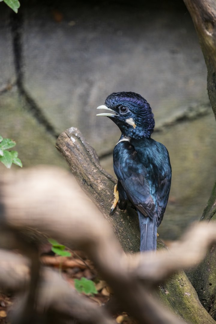 Sulawesi myna (Basilornis celebensis)