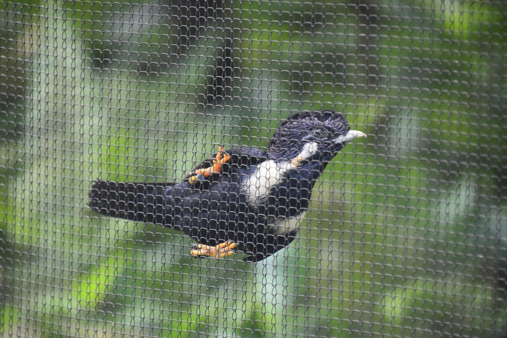 Sulawesi myna, Basilornis celebensis