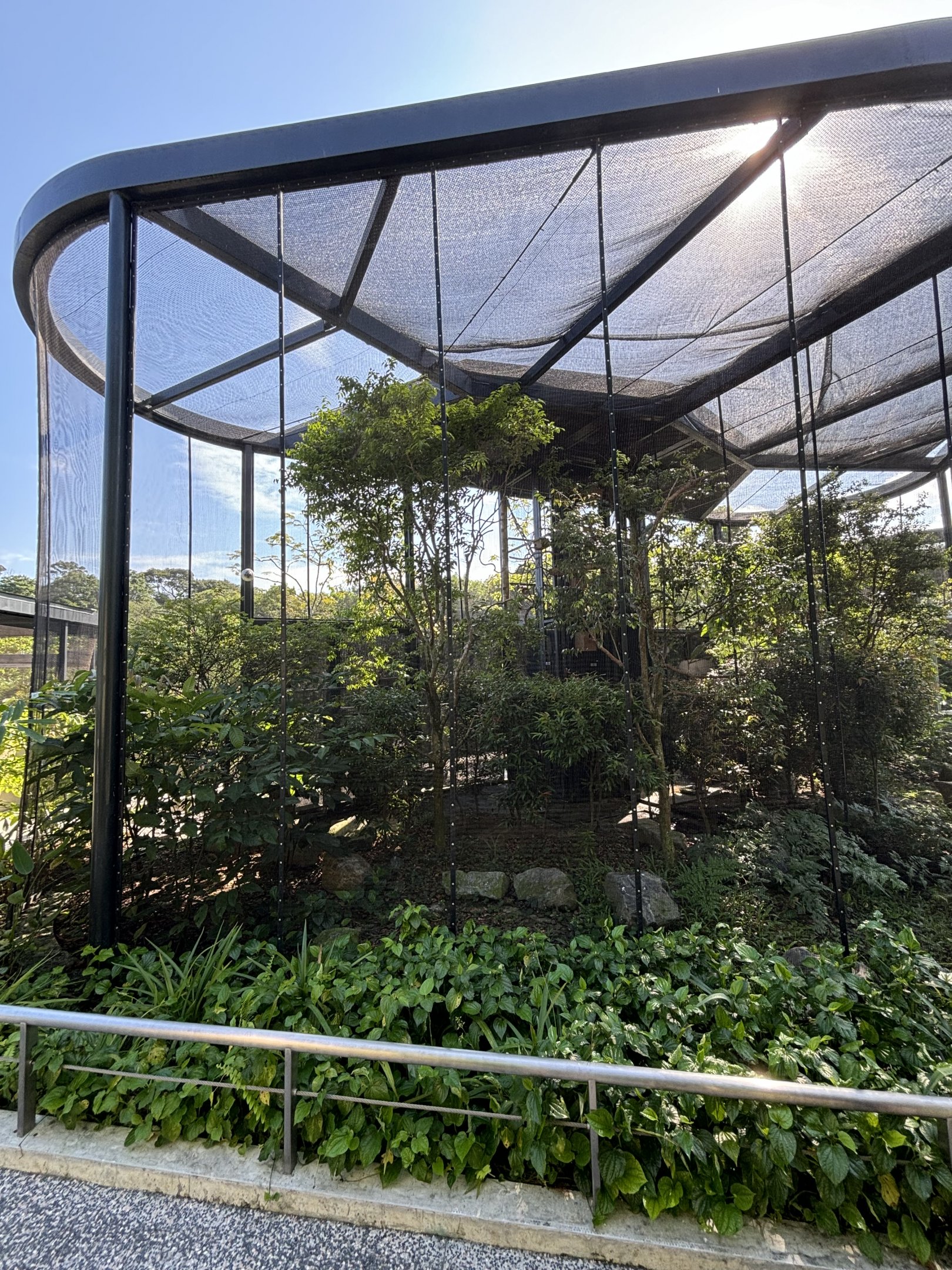 Sulawesi Myna + Java Sparrow
