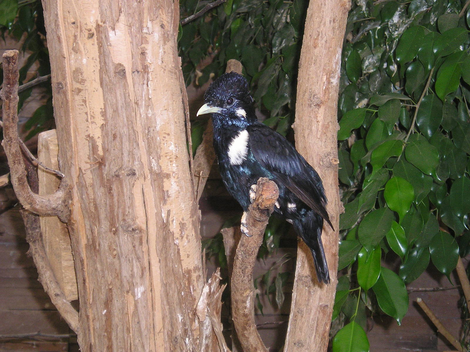 Sulawesi myna