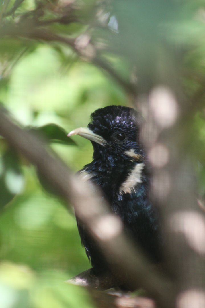 Sulawesi mynah  (Basilornis celebensis)