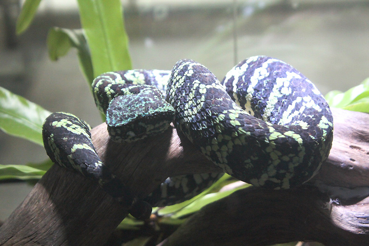 Sulawesi pit viper (Tropidolaemus laticinctus) - Animalium BRIN