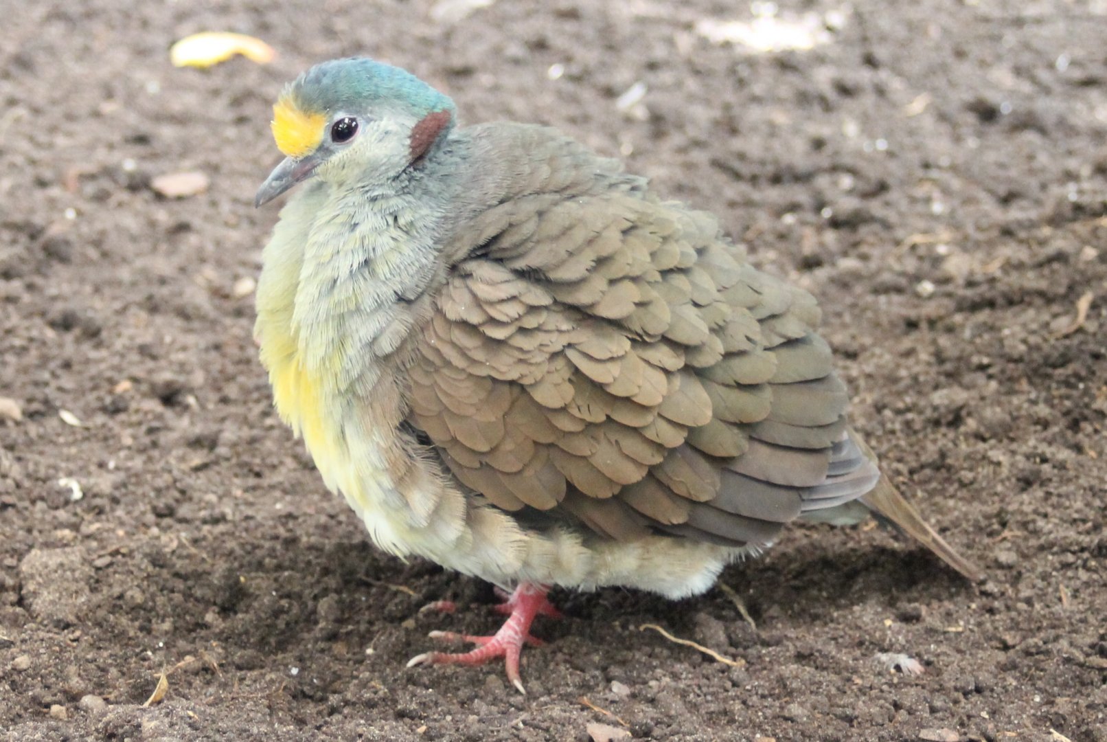 Sulawesi quail dove