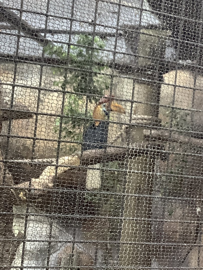 Sulawesi Red-Knobbed Hornbill 3/21/24