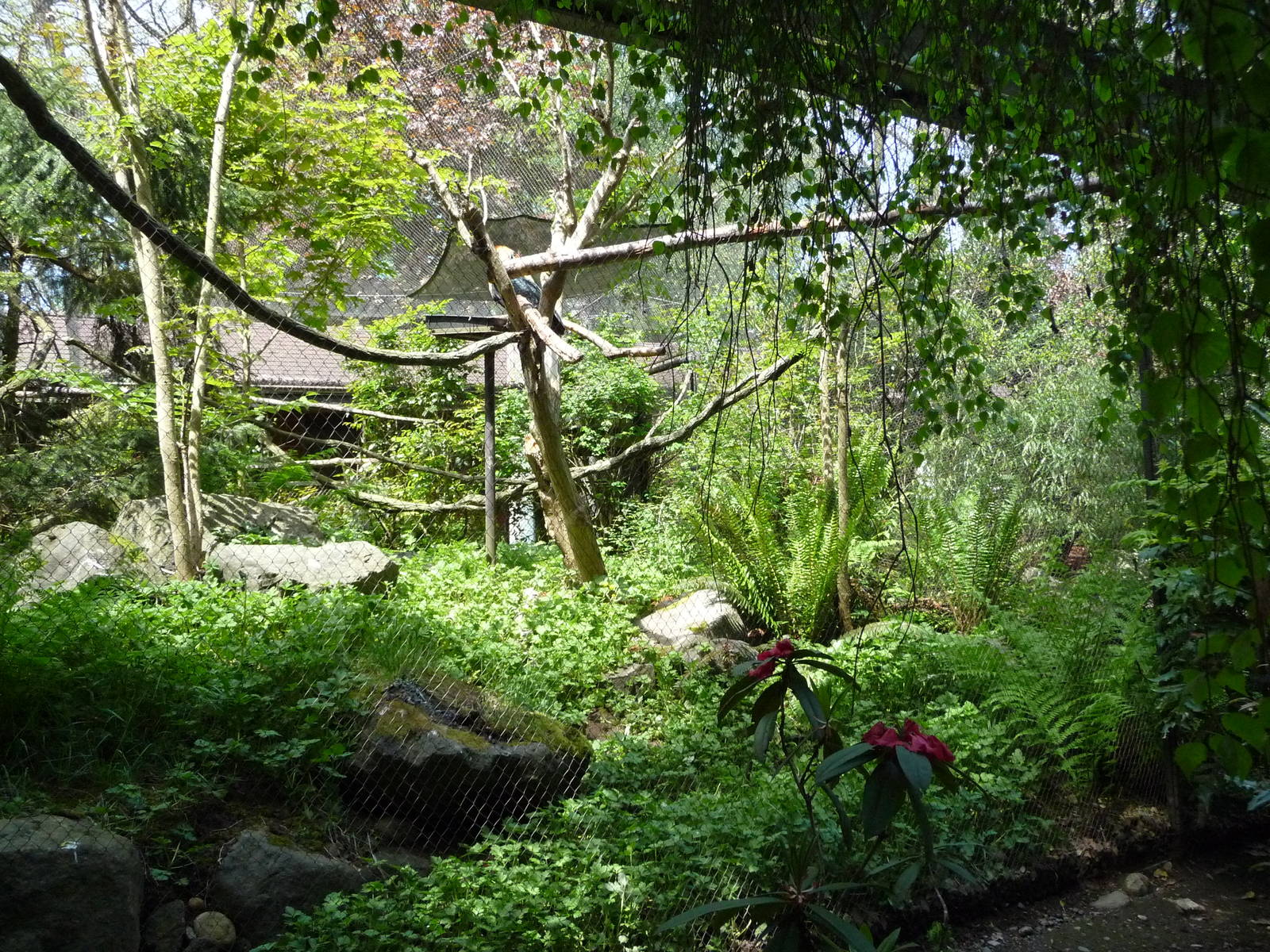 Sulawesi Red-Knobbed Hornbill Aviary