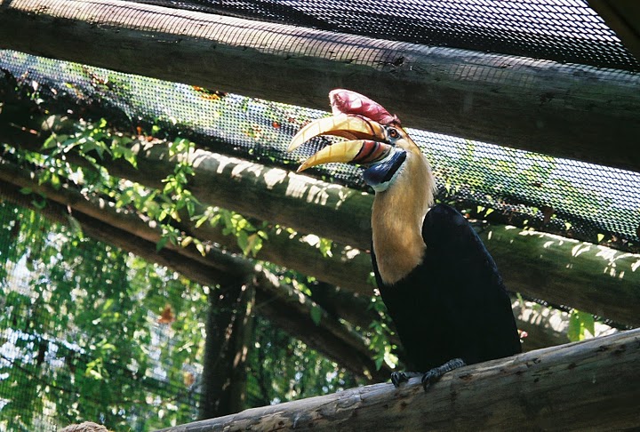 Sulawesi Red-Knobbed Hornbill