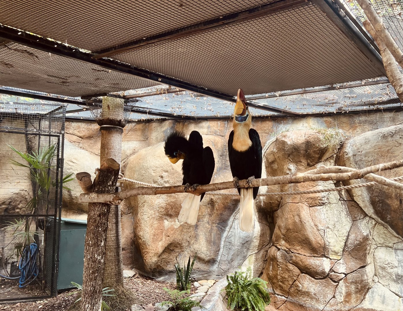 Sulawesi Red-knobbed Hornbills