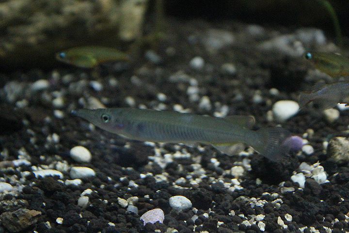 Sulawesi regal halfbeak (Nomorhamphus rex)