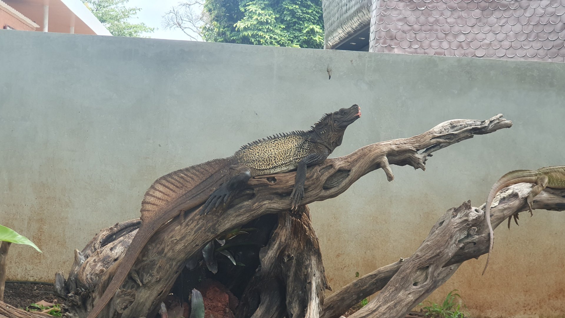 Sulawesi Sailfin Dragon (Hydrosaurus celebensis) - Museum Komodo