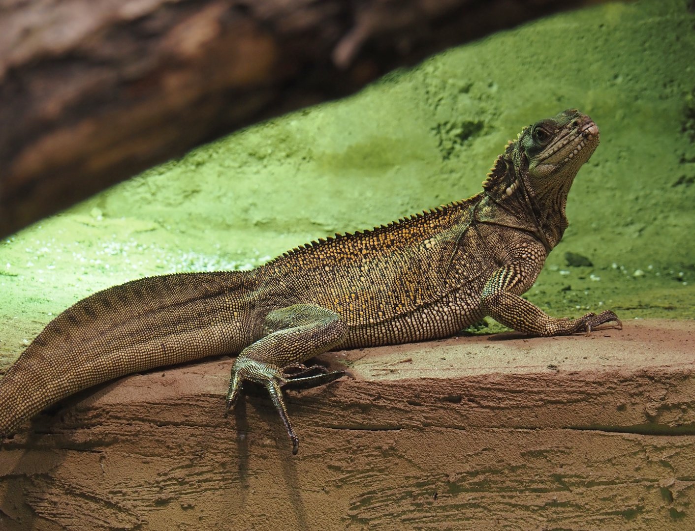 Sulawesi sailfin lizard (Hydrosaurus celebensis), 2025-04-26